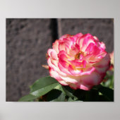 Schneefall-Rose Poster (Vorne)