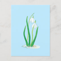 Schneefälle (Galanthus nivalis) Frühlingsblumen