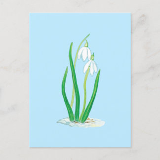 Schneefälle (Galanthus nivalis) Frühlingsblumen Postkarte