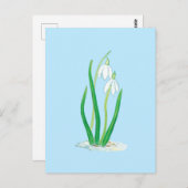 Schneefälle (Galanthus nivalis) Frühlingsblumen Postkarte (Vorne/Hinten)