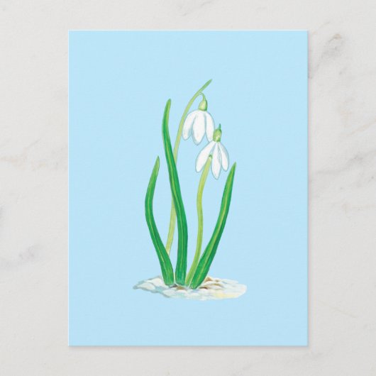 Schneefälle (Galanthus nivalis) Frühlingsblumen Postkarte (Vorderseite)