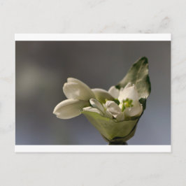 Schneefallen (Galanthus nivalis) Postkarte