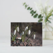 Schneefallkarte Postkarte (Stehend Vorderseite)