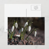 Schneefallkarte Postkarte (Vorne/Hinten)