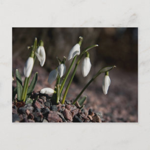 Schneefallkarte Postkarte