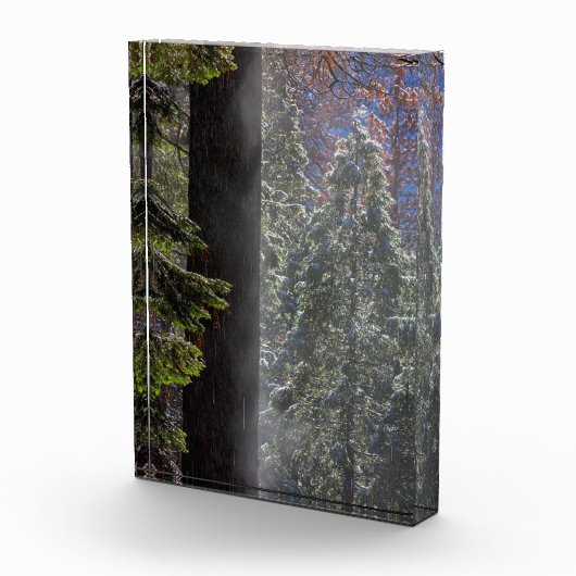 Schneefeuer im Wald Fotoblock (Rechts)