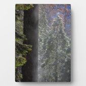 Schneefeuer im Wald Fotoplatte (Vorderseite)