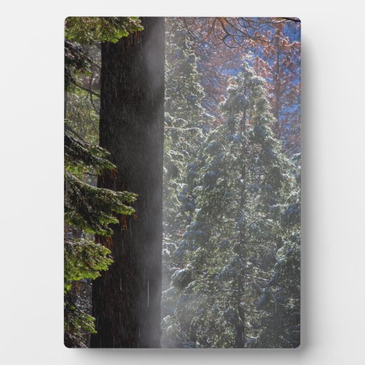 Schneefeuer im Wald Fotoplatte (Vorderseite)