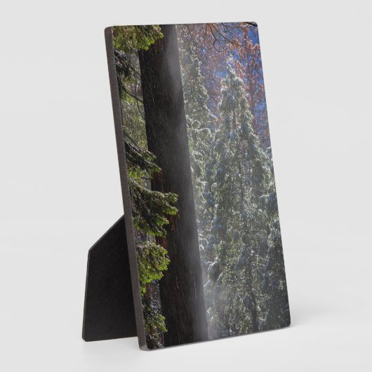 Schneefeuer im Wald Fotoplatte (Seite)