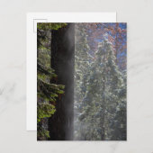 Schneefeuer im Wald Postkarte (Vorne/Hinten)