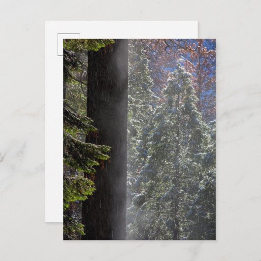 Schneefeuer im Wald Postkarte (Vorne/Hinten)