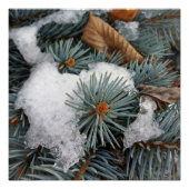 Schneefleck Poster (Vorderseite)