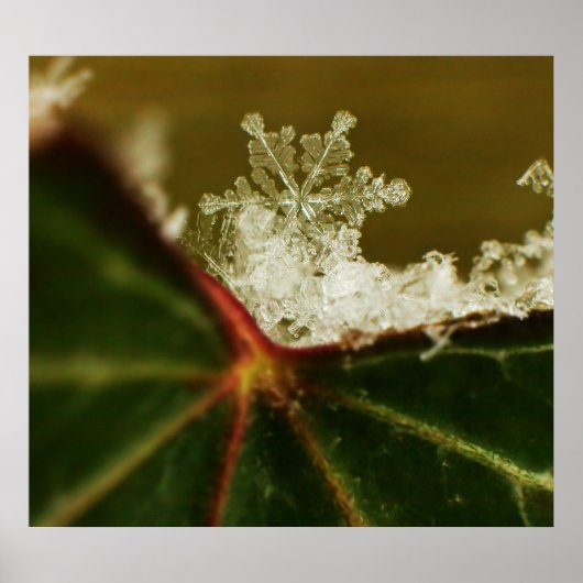 Schneeflocke 2009 Blizzard Poster (Vorne)