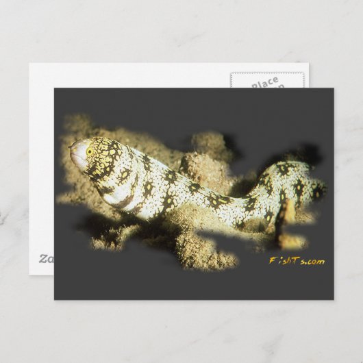 Schneeflocke-Aal Postkarte (Vorne/Hinten)