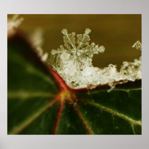 Schneeflocke-Blizzard 2009 Poster