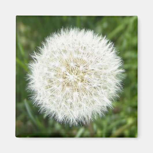 Schneeflocke trockene Leuchte Magnet (Vorne)