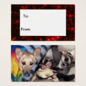 Schneeflocken, Deutscher Schäferhund, Sugar Glider (Vorne & Hinten)