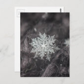 Schneeflocken-Ebenen - Makro Postkarte (Vorne/Hinten)