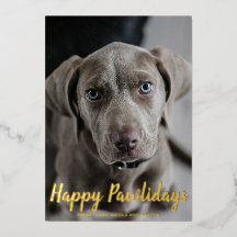 Schneeflocken Happy Pawlidays Dog Foto Weihnachten