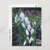 Schneeflocken im Regen auf der Ansichtskarte Postkarte (Vorne/Hinten)