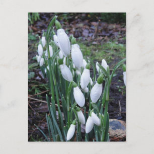 Schneeflocken im Regen auf der Ansichtskarte Postkarte