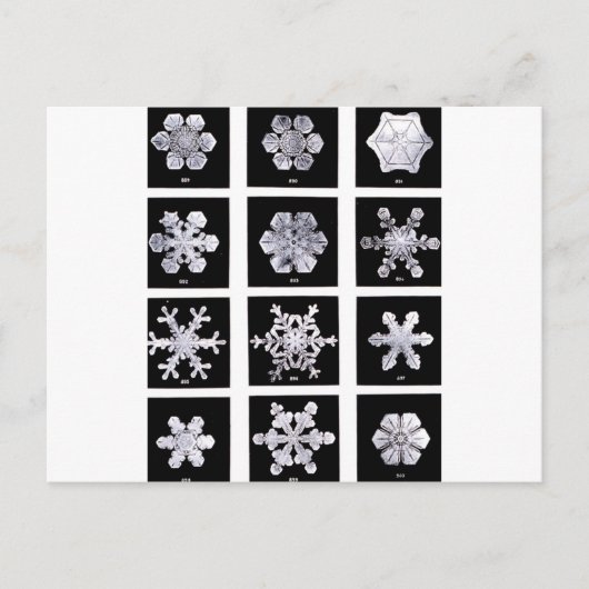 Schneeflocken Postkarte (Vorderseite)