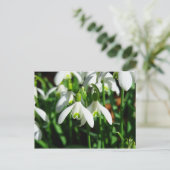 Schneeflocken - Winter blühende Blume Postkarte (Stehend Vorderseite)