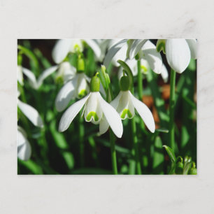 Schneeflocken - Winter blühende Blume Postkarte