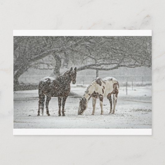 Schneefräse auf Pferden, gefroren Postkarte (Vorderseite)