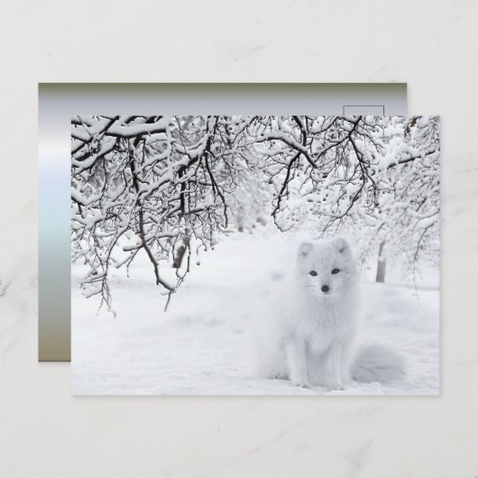 Schneefräse im Winterwald Postkarte (Vorne/Hinten)
