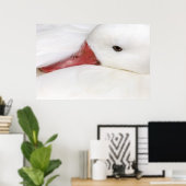Schneegänger Chen caerulescens), gefangen in Poster (Heimbüro)
