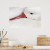 Schneegänger Chen caerulescens), gefangen in Poster (Küche)