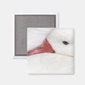 Schneegans Chen caerulescens Magnet (Vorderseite/Rückseite)
