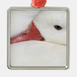 Schneegans Chen caerulescens Ornament Aus Metall