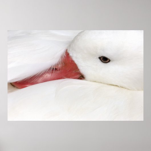 Schneegans Chen caerulescens Poster (Vorne)