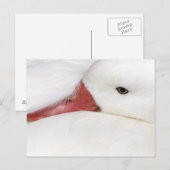 Schneegans Chen caerulescens Postkarte (Vorne/Hinten)