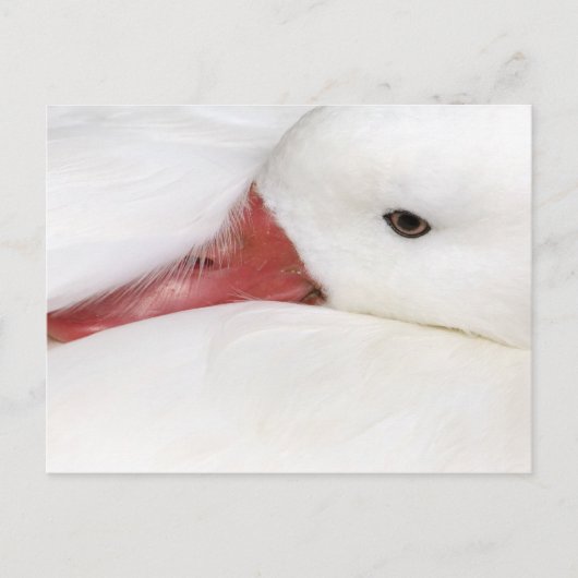 Schneegans Chen caerulescens Postkarte (Vorderseite)