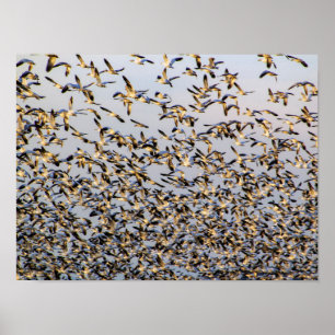 Schneegänse auf dem Berg Vernon Poster