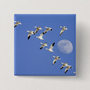 Schneegänse fliegen am Freezeout Lake NWR Button