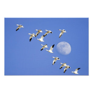Schneegänse fliegen am Freezeout Lake NWR Fotodruck