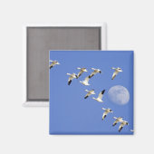 Schneegänse fliegen am Freezeout Lake NWR Magnet (Vorderseite/Rückseite)