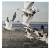 Schneegänse Fliese (Vorderseite)