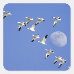 Schneegänse heben bei Freezeout Lake NWR ab Quadratischer Aufkleber