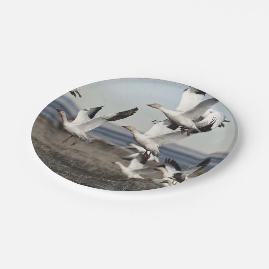 Schneegänse Pappteller (Schrägansicht)