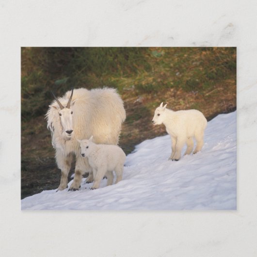 Schneegänse Postkarte (Vorderseite)