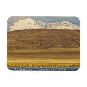 Schneegänse während des Frühjahrszugs Magnet