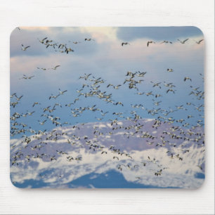 Schneegänse während des Frühjahrszugs Mousepad