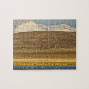 Schneegänse während des Frühjahrszugs Puzzle