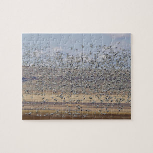 Schneegänse während des Frühjahrszugs Puzzle