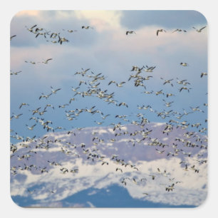Schneegänse während des Frühjahrszugs Quadratischer Aufkleber